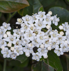 VIBURNUM tinus  / Viorne tin, Laurier tin