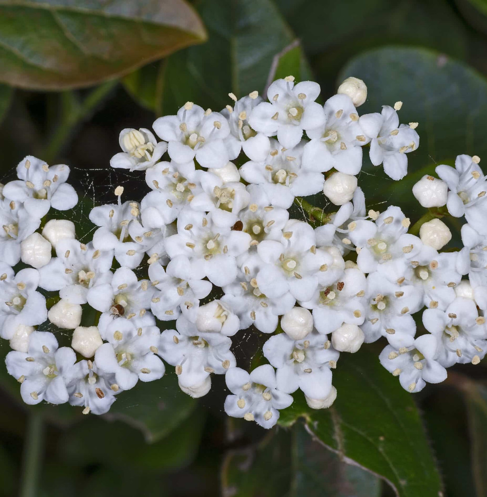 VIBURNUM tinus  / Viorne tin, Laurier tin