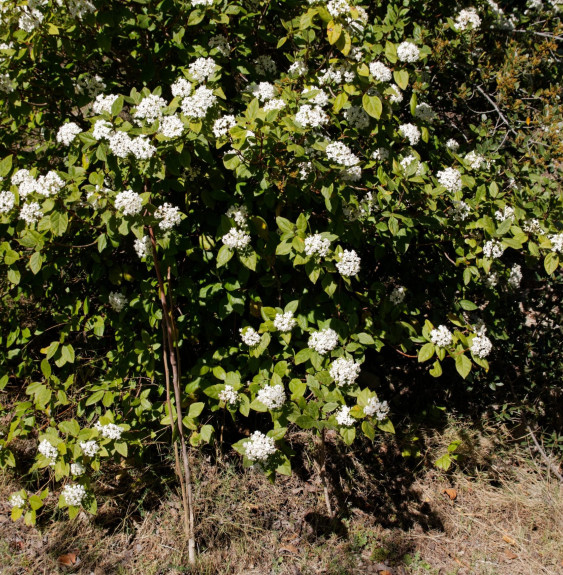 VIBURNUM tinus  / Viorne tin, Laurier tin