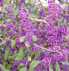 CALLICARPA bodinieri ‘Profusion’ / Arbuste aux bonbons 'Profusion