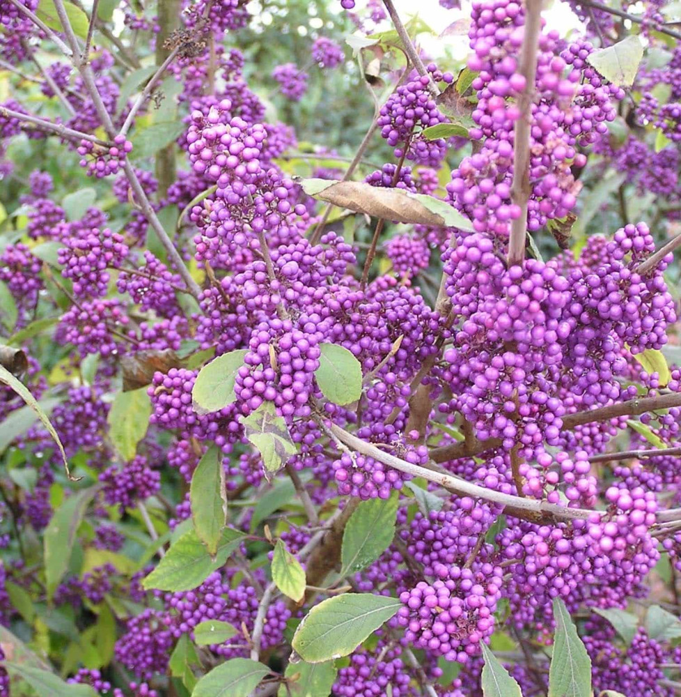 CALLICARPA bodinieri ‘Profusion’ / Arbuste aux bonbons 'Profusion