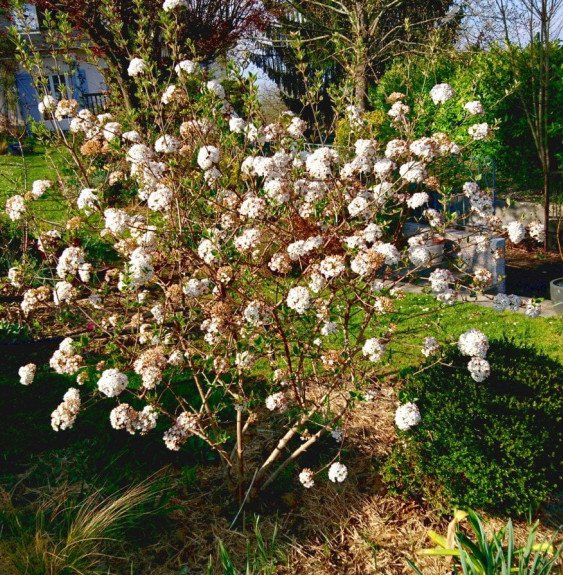 Pépinières Français PF_VIBURNUM-x9 VIBURNUM x burkwoodii / Viorne du Burkwood