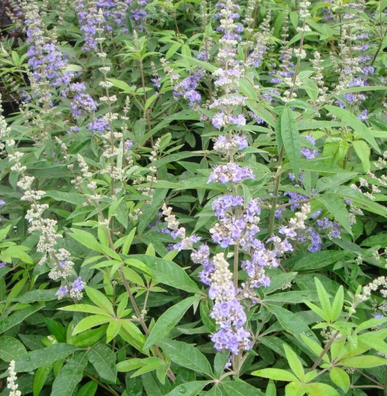 Pépinières Français PF_VITEX-agnu VITEX agnus-castus  / Arbre au poivre