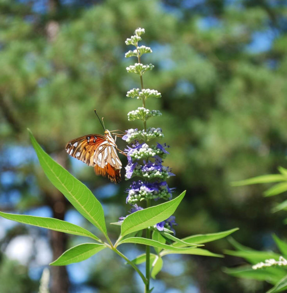 VITEX  agnus-castus   / Arbre au poivre