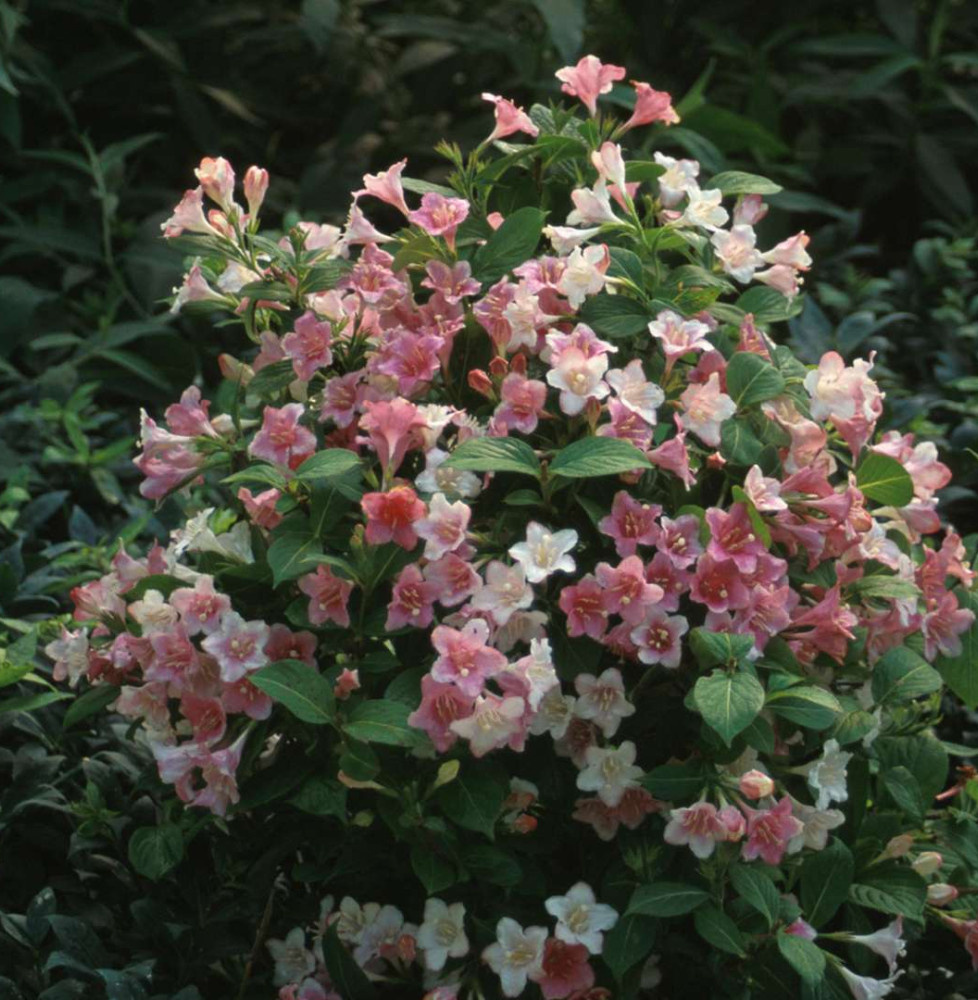 WEIGELA ‘Carnaval’  / Weigela 'Carnaval'®