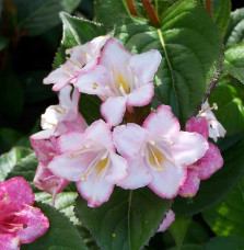 WEIGELA ‘Carnaval’  / Weigela 'Carnaval'®