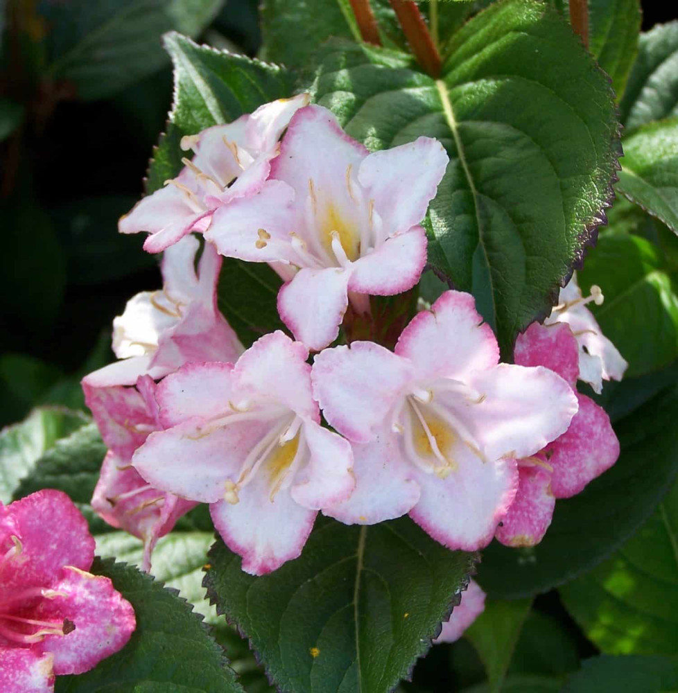 WEIGELA ‘Carnaval’  / Weigela 'Carnaval'®