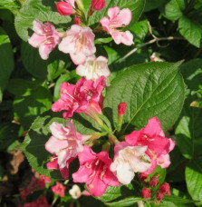 WEIGELA ‘Carnaval’  / Weigela 'Carnaval'®