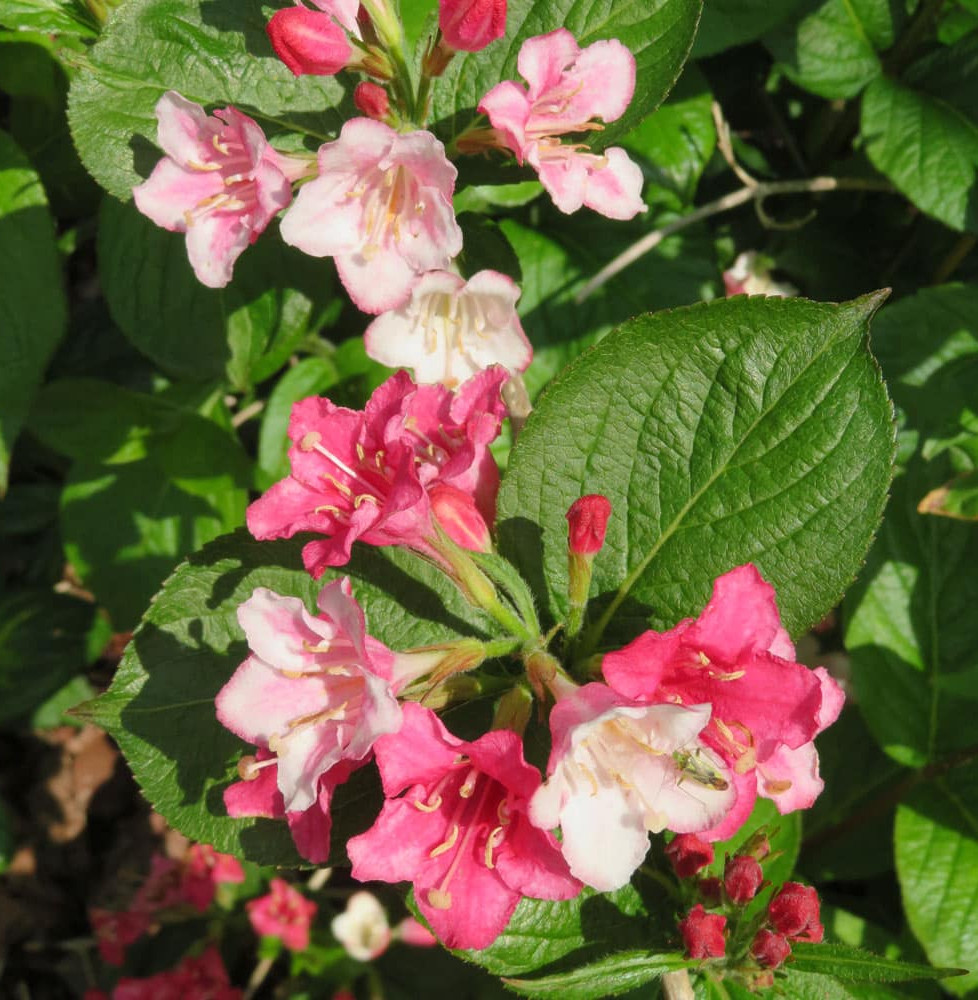 WEIGELA ‘Carnaval’  / Weigela 'Carnaval'®