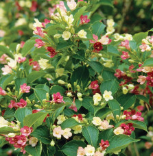 WEIGELA ‘Marjorie’ / Weigela 'Marjorie'