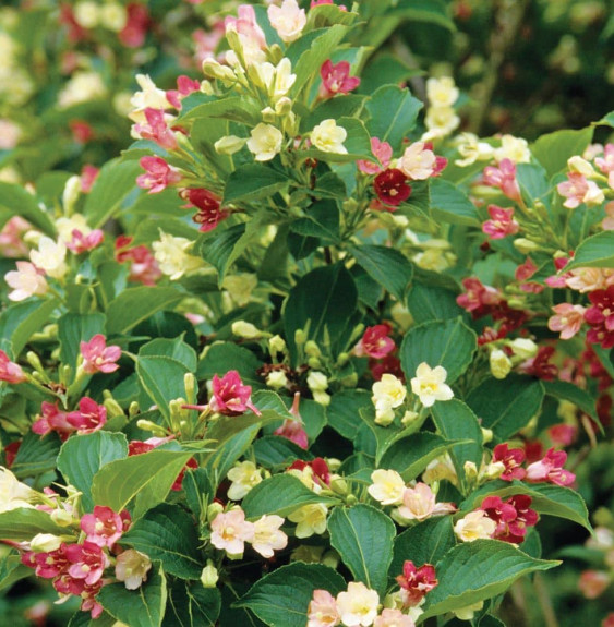 WEIGELA ‘Marjorie’ / Weigela 'Marjorie'