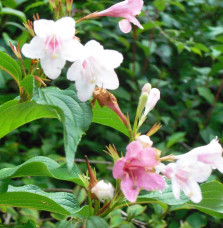 WEIGELA ‘Marjorie’ / Weigela 'Marjorie'