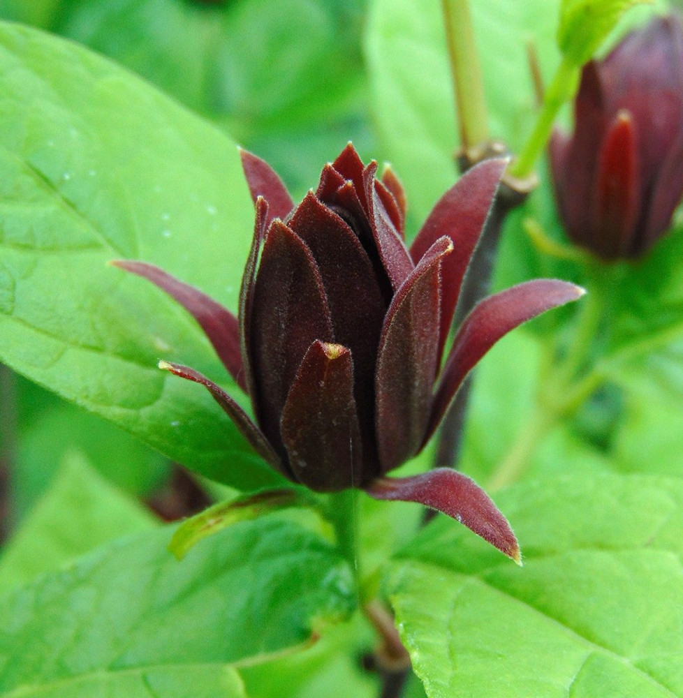 CALYCANTHUS floridus / Arbre aux anémones