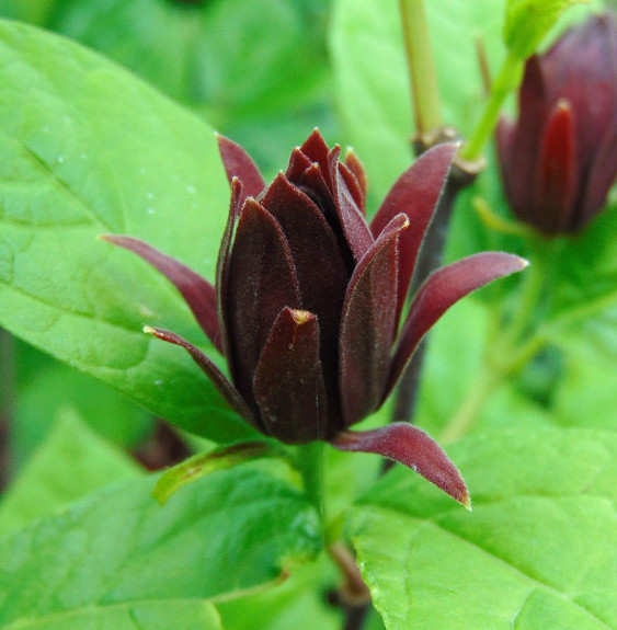 CALYCANTHUS floridus / Arbre aux anémones