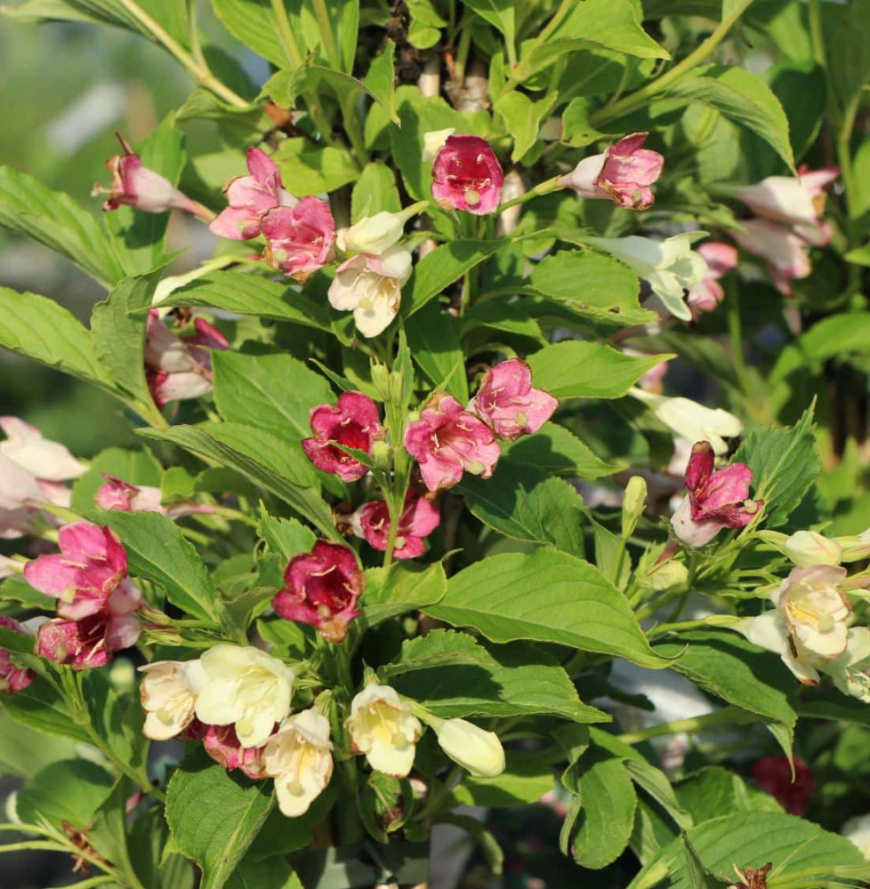 WEIGELA ‘Marjorie’ / Weigela 'Marjorie'