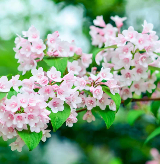 WEIGELA 'Abel Carrière' / Weigela 'Abel Carrière'