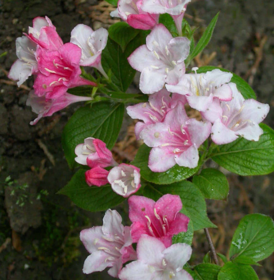 WEIGELA 'Abel Carrière' / Weigela 'Abel Carrière'