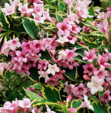 WEIGELA florida ‘Nana Variegata’ / Weigela florida 'Nana Variegata'