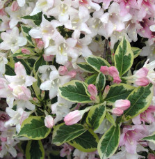 WEIGELA florida ‘Nana Variegata’ / Weigela florida 'Nana Variegata'