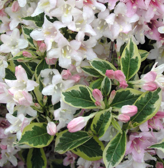 WEIGELA florida ‘Nana Variegata’ / Weigela florida 'Nana Variegata'