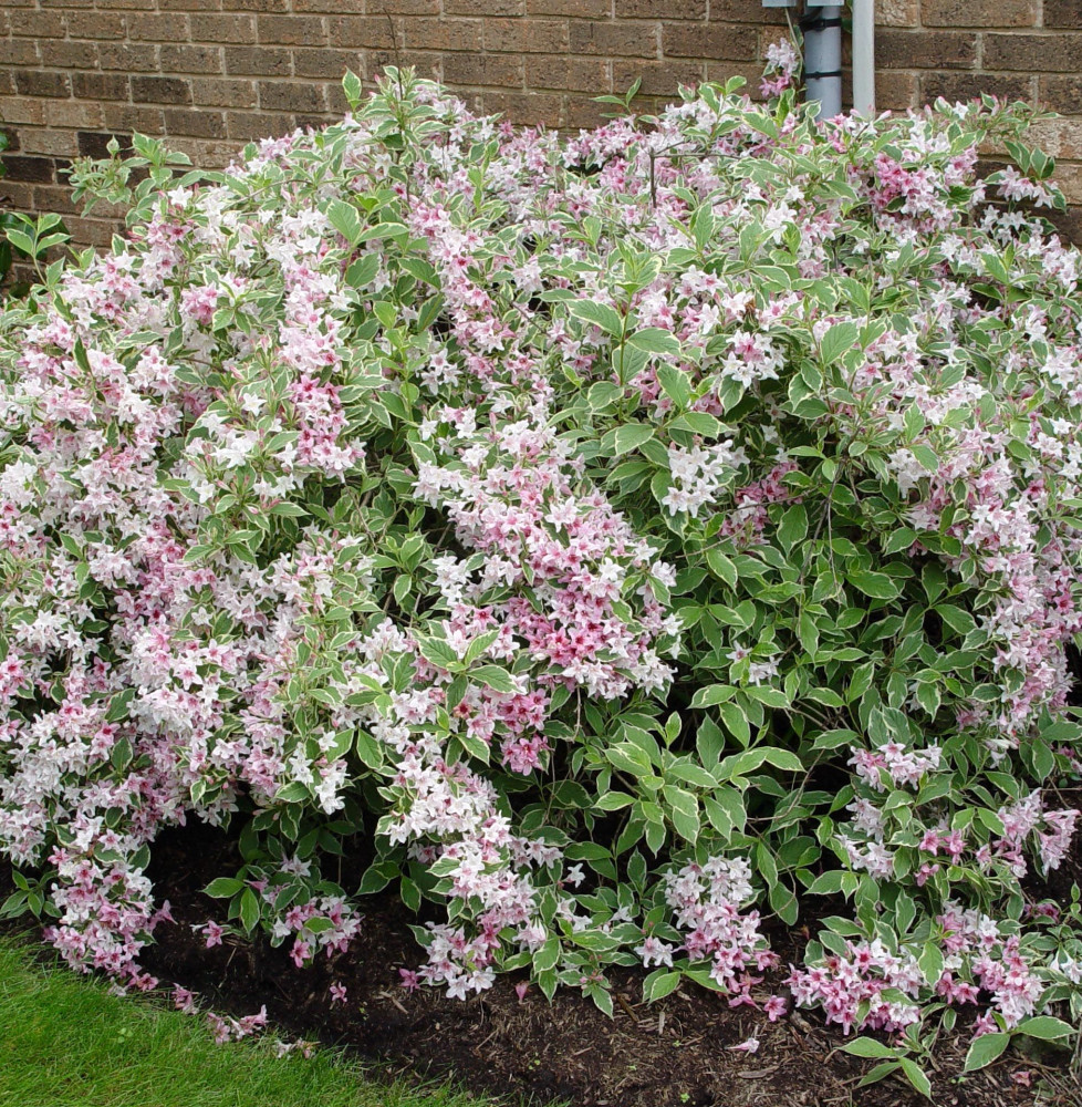 WEIGELA florida ‘Nana Variegata’ / Weigela florida 'Nana Variegata'