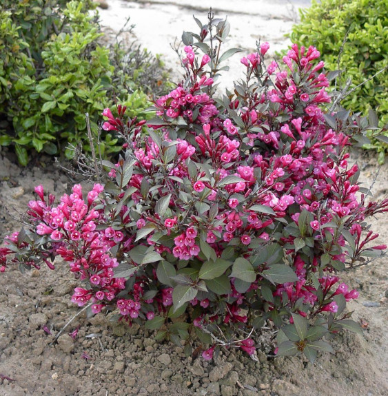 WEIGELA florida ‘Purpurea’  / Weigela florida 'Purpurea'