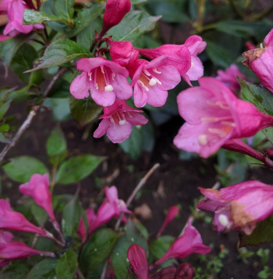 WEIGELA florida ‘Purpurea’  / Weigela florida 'Purpurea'