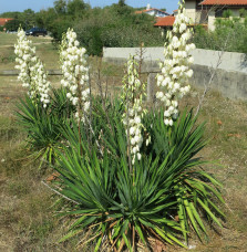 YUCCA filamentosa / Yucca filamentosa