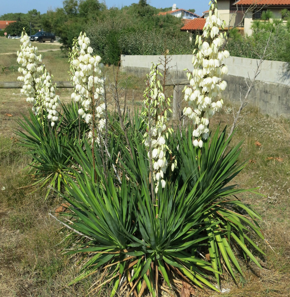 YUCCA filamentosa / Yucca filamentosa