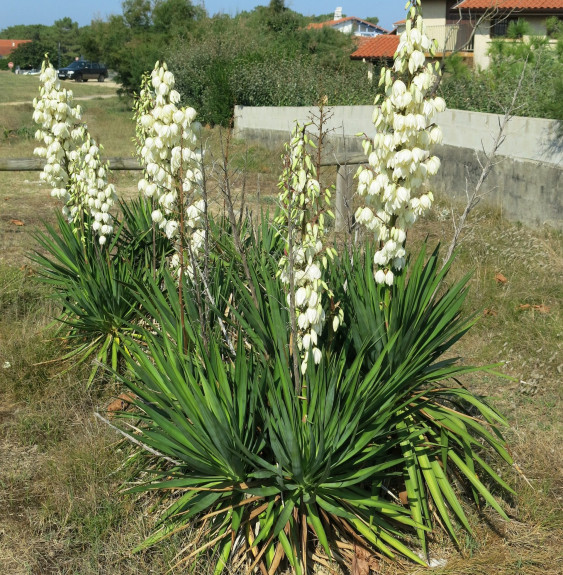 YUCCA filamentosa / Yucca filamentosa