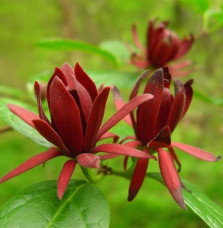 CALYCANTHUS floridus / Arbre aux anémones