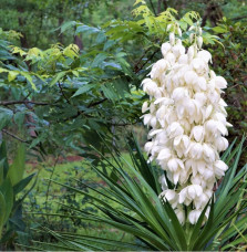 YUCCA filamentosa / Yucca filamentosa