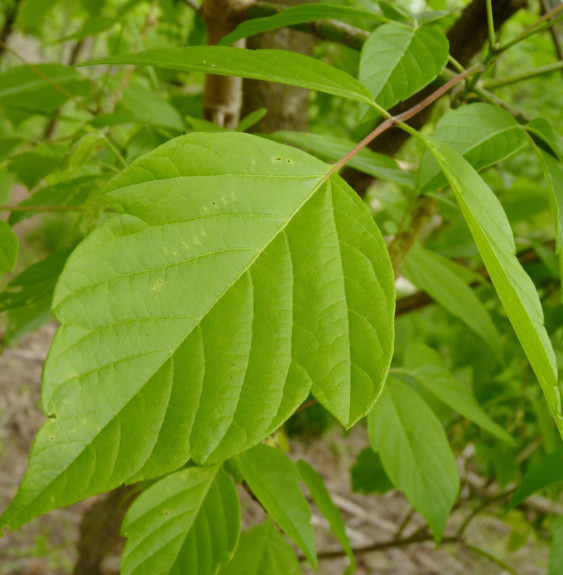 ACER negundo  / Érable à feuille de frène