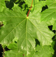 Pépinières Français PF_ACER-plata ACER platanoïdes / Érable plane