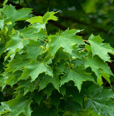 Pépinières Français PF_ACER-plata ACER platanoïdes / Érable plane