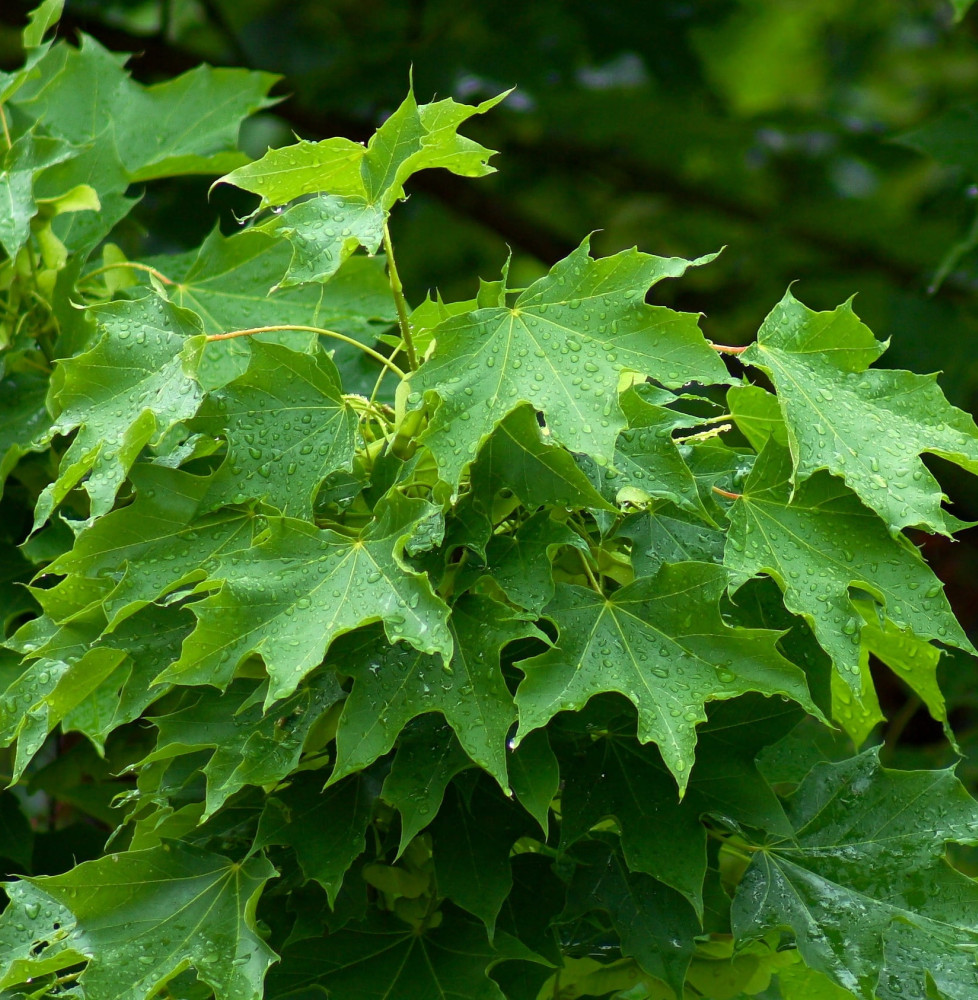 Pépinières Français PF_ACER-plata ACER platanoïdes / Érable plane