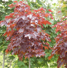 Pépinières Français PF_ACER-plata06 ACER platanoïdes ‘Crimson King’ / Érable plane pourpre