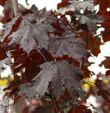 Pépinières Français PF_ACER-plata06 ACER platanoïdes ‘Crimson King’ / Érable plane pourpre