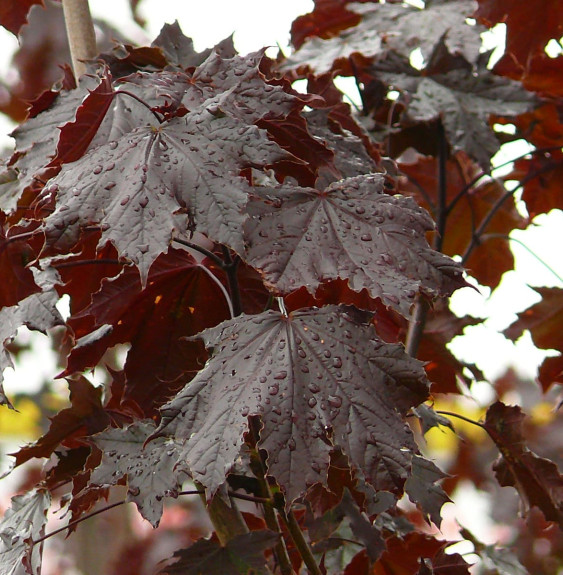 ACER platanoïdes ‘Crimson King’  / Érable plane pourpre