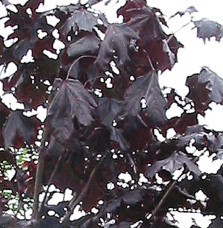 Pépinières Français PF_ACER-plata06 ACER platanoïdes ‘Crimson King’ / Érable plane pourpre