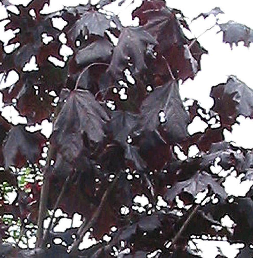 Pépinières Français PF_ACER-plata06 ACER platanoïdes ‘Crimson King’ / Érable plane pourpre