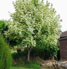 Pépinières Français PF_ACER-plata8 ACER platanoïdes ‘Drummondii’ / Érable plane panaché