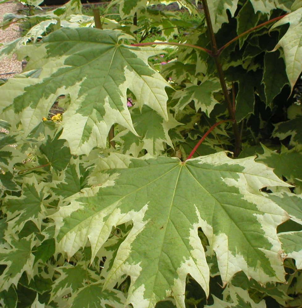 Pépinières Français PF_ACER-plata8 ACER platanoïdes ‘Drummondii’ / Érable plane panaché