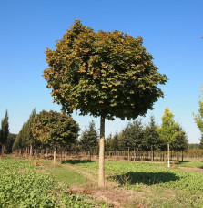 ACER platanoïdes ‘Globosum’   / Érable boule