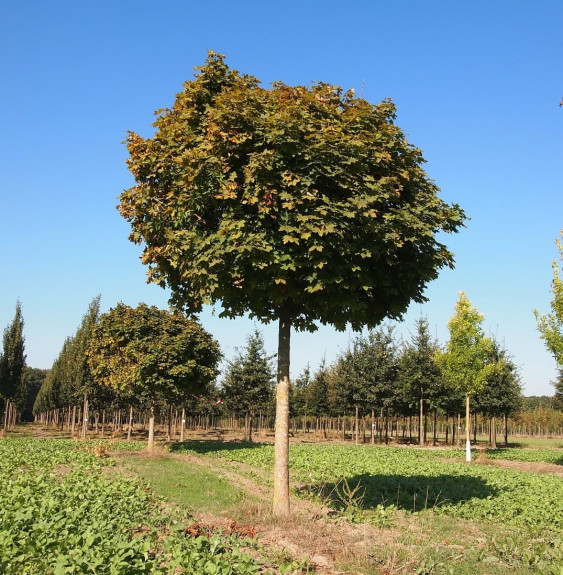 ACER platanoïdes ‘Globosum’   / Érable boule