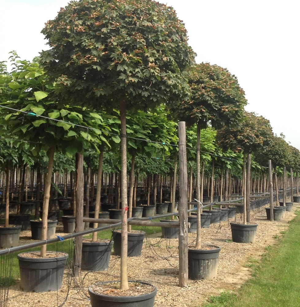 ACER platanoïdes ‘Globosum’   / Érable boule