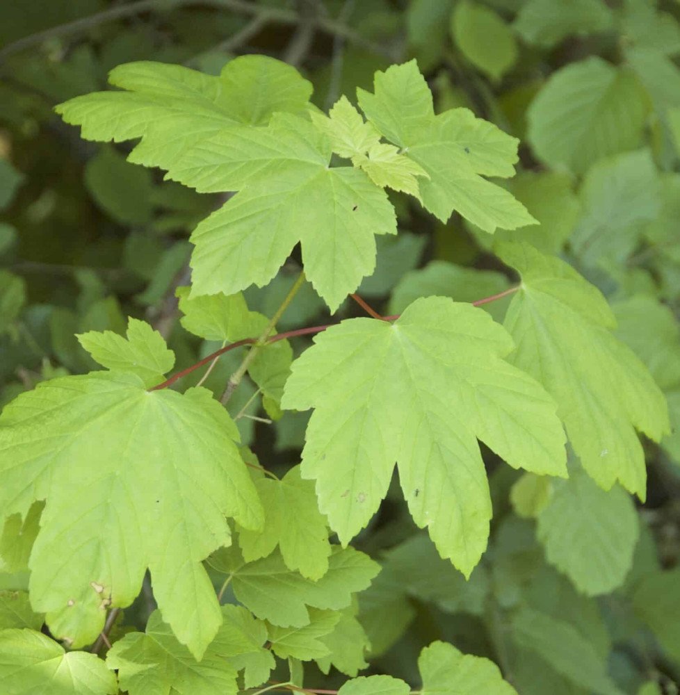 Pépinières Français PF_ACER-pseud ACER pseudoplatanus  / Érable sycomore