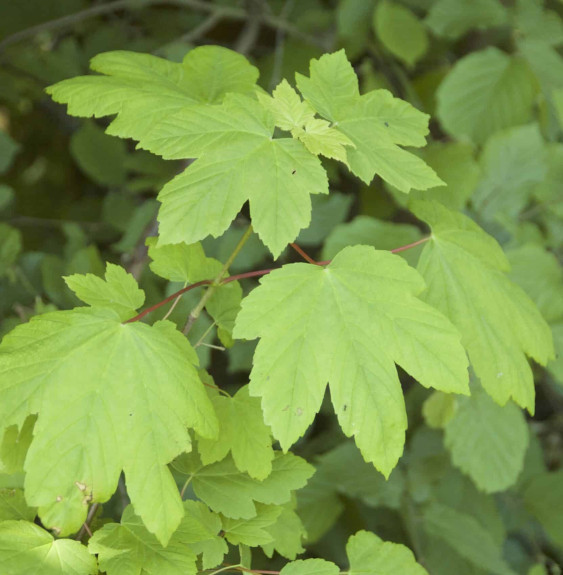 ACER pseudoplatanus   / Érable sycomore