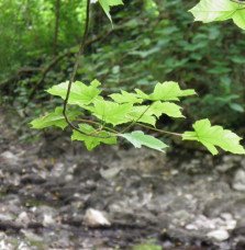 Pépinières Français PF_ACER-pseud ACER pseudoplatanus  / Érable sycomore