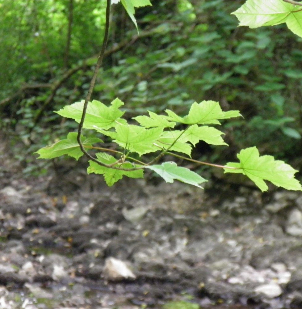 Pépinières Français PF_ACER-pseud ACER pseudoplatanus  / Érable sycomore